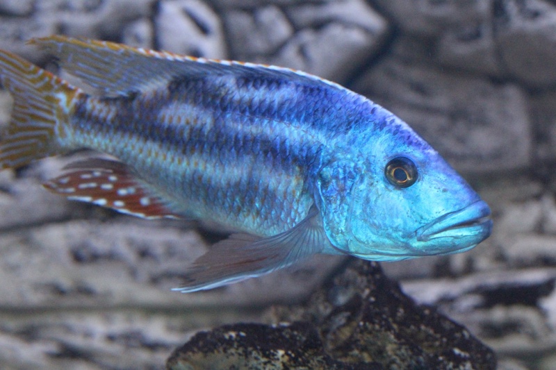 Nimbochromis fuscotaeniatus